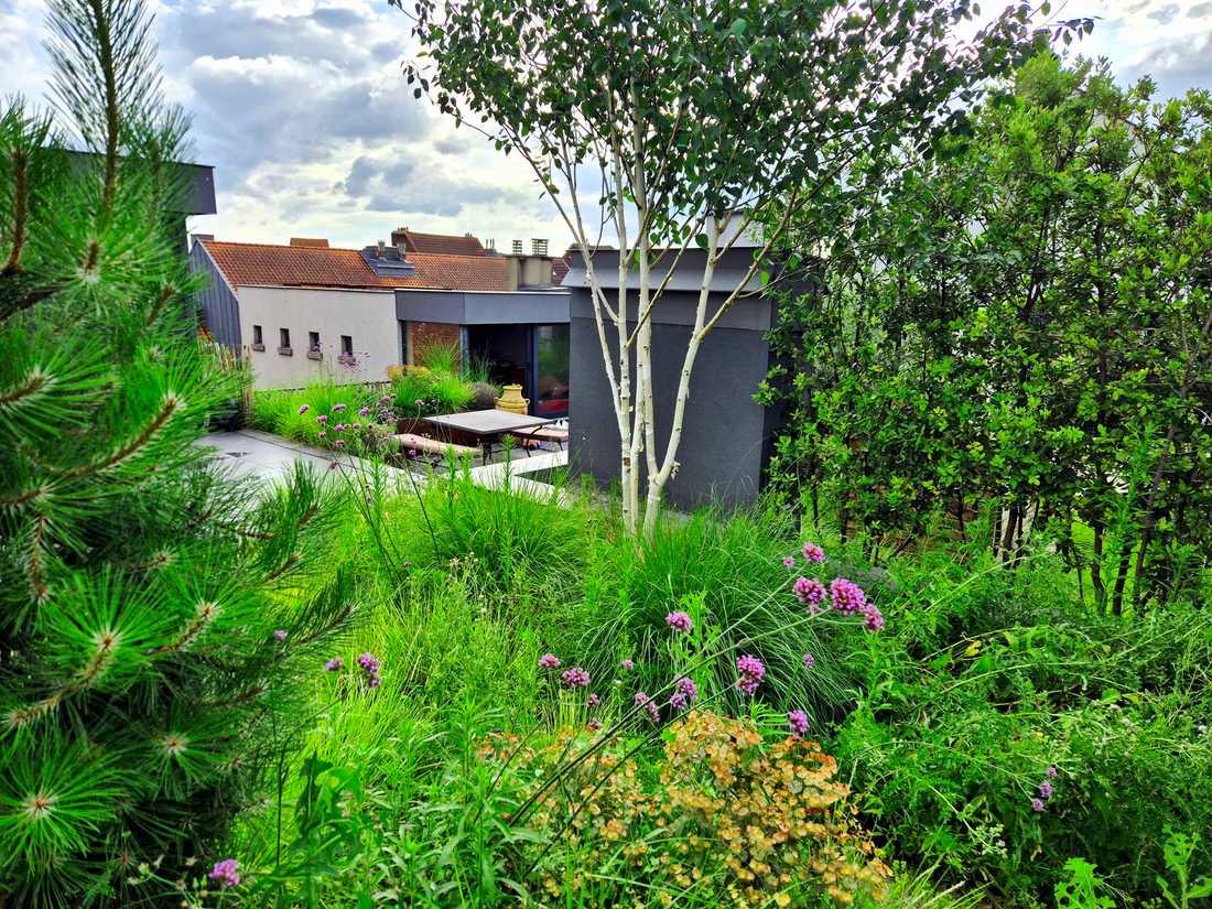 Aménagement paysager d'une terrasse en rooftop à Bruxelles