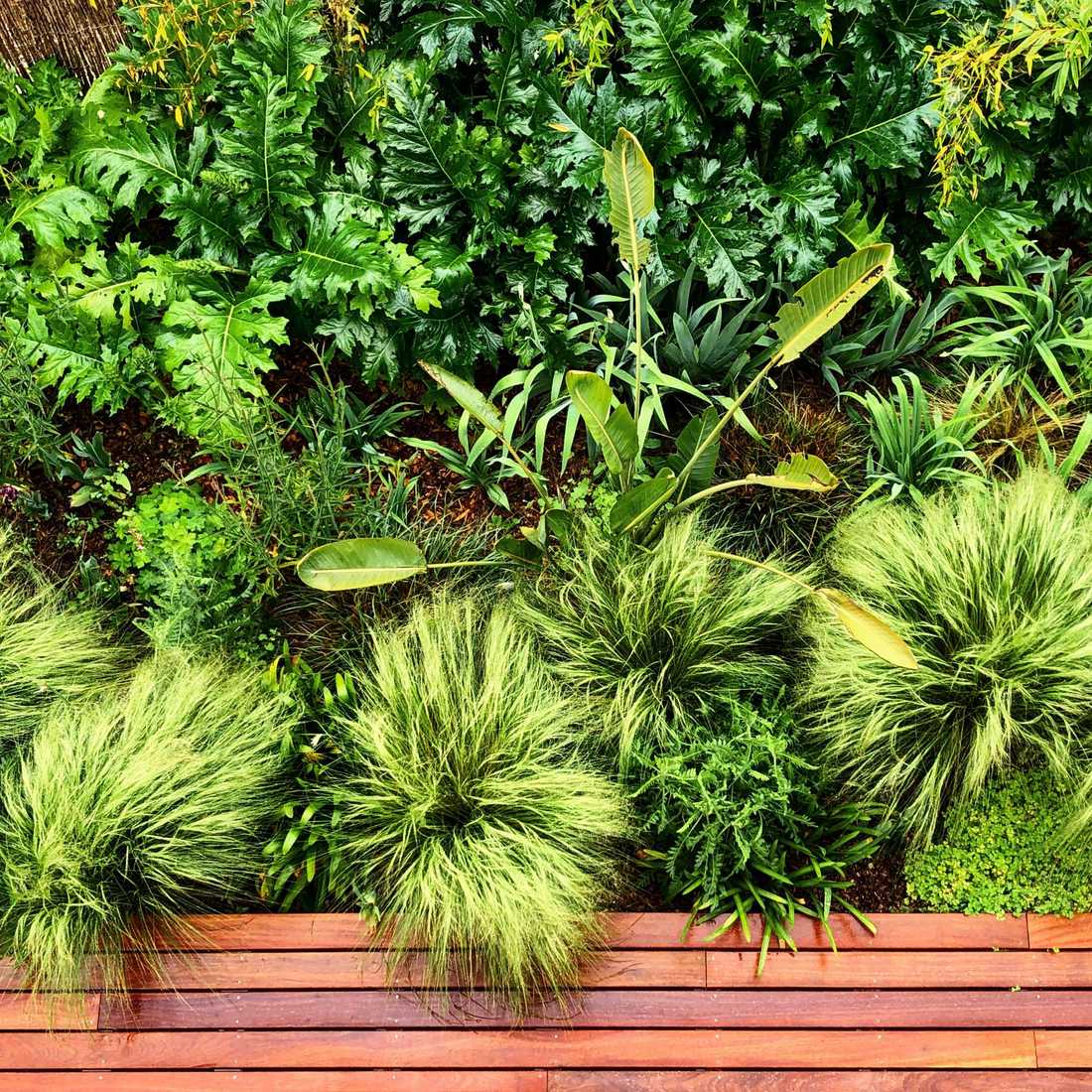 Végétation luxuriante dans le petit jardin d'une maison de ville à Bruxelles