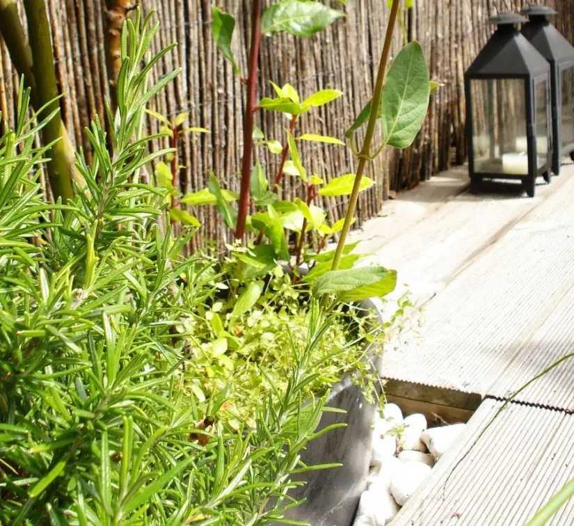 Végétalisation d'un toit-terrasse par un architece paysagiste en région bruxelloise