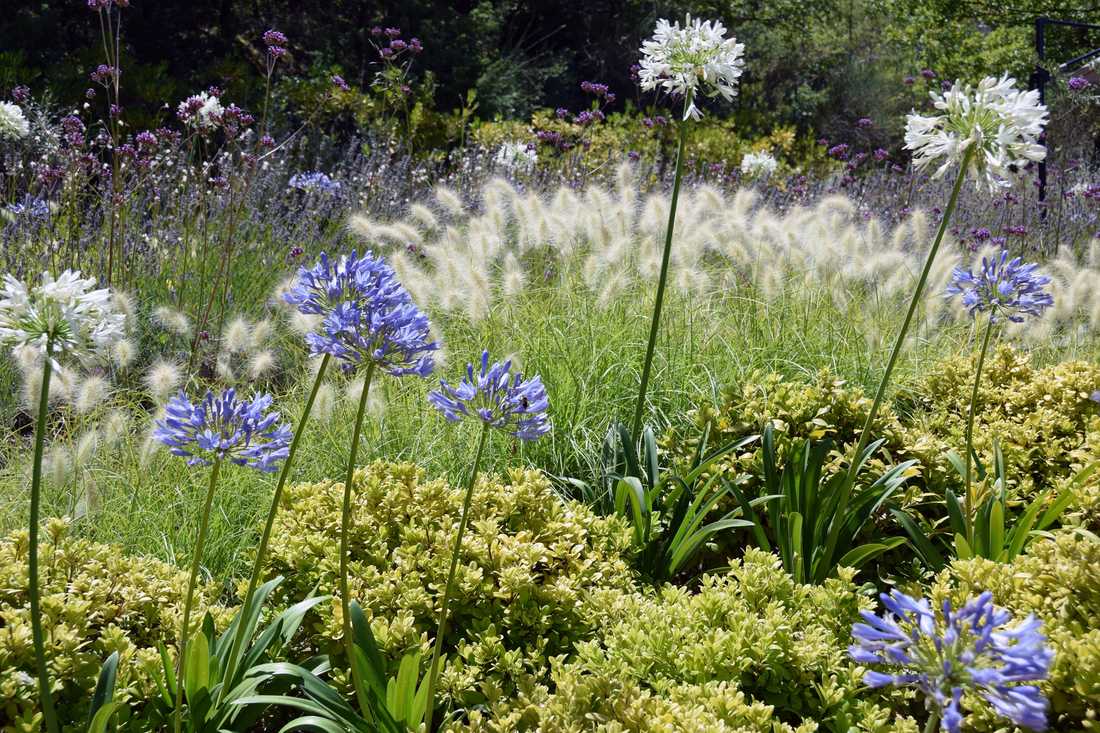 Fleurs et floraisons méditerrannéenes aménaagé par un concepteur paysagiste à Bruxelles